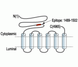 Ryanodine Receptor 2 Blocking Peptide