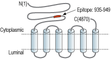 Anti-Ryanodine Receptor 3 Antibody