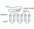 Ryanodine Receptor 3 Blocking Peptide