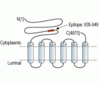 Ryanodine Receptor 3 Blocking Peptide