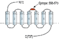 Anti-RXFP2 (extracellular) Antibody