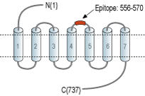 Anti-RXFP2 (extracellular) Antibody