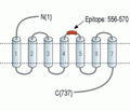 RXFP2 (extracellular) Blocking Peptide