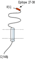 Anti-RAMP1 (extracellular) Antibody