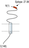Anti-RAMP1 (extracellular) Antibody