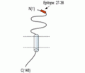 RAMP1 (extracellular) Blocking Peptide