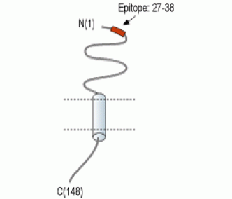 RAMP1 (extracellular) Blocking Peptide