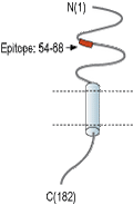 Anti-RAMP2 (extracellular) Antibody