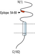 Anti-RAMP2 (extracellular) Antibody