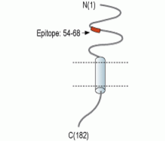 RAMP2 (extracellular) Blocking Peptide