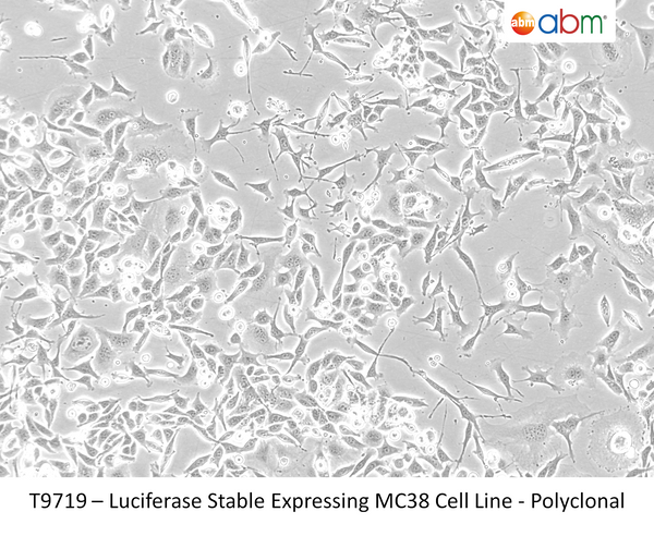 Luciferase Stable Expressing MC38 Cell Line - Polyclonal | Applied Biological Materials (abm)