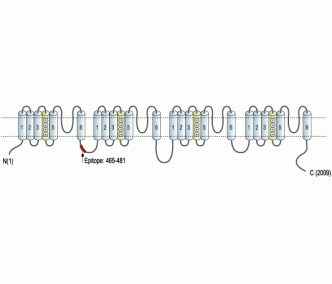 SCN1A/Nav1.1 Blocking Peptide