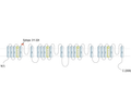 SCN1A (NaV1.1) (extracellular) Blocking Peptide