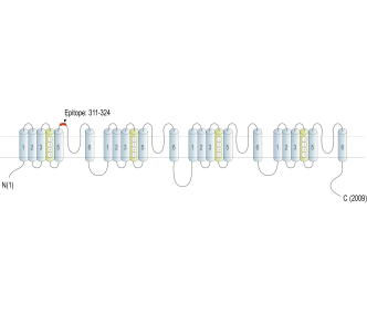 SCN1A (NaV1.1) (extracellular) Blocking Peptide