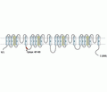 SCN2A/Nav1.2 Blocking Peptide