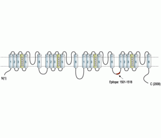 Pan Nav Blocking Peptide