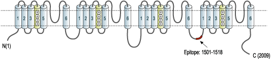 Anti-Pan NaV Antibody