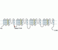 SCN3A/Nav1.3 Blocking Peptide