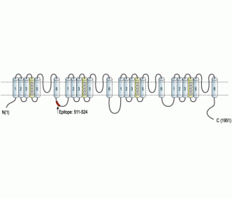 SCN3A/Nav1.3 Blocking Peptide