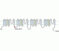 Nav1.5/SCN5A (493-511) Blocking Peptide