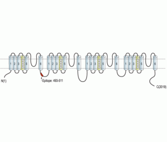 Nav1.5/SCN5A (493-511) Blocking Peptide