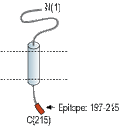 Anti-SCN2B (NaVβ2) Antibody