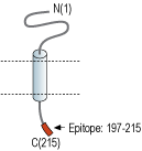 Anti-SCN2B (NaVβ2) Antibody