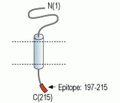 SCN2B/Navβ2 Blocking Peptide