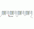 Nav1.7/SCN9A Blocking Peptide