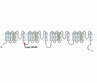 Nav1.7/SCN9A Blocking Peptide