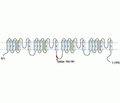 Nav1.6/SCN8A Blocking Peptide