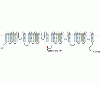 Nav1.6/SCN8A Blocking Peptide