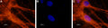 Anti-NaV1.6 (SCN8A) Antibody