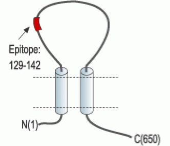 ENaC gamma/SCNN1G (extracellular) Blocking Peptide