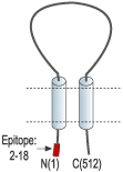 Anti-ASIC2a Antibody