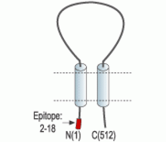 ASIC2a Blocking Peptide