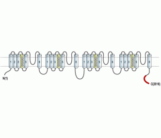 Nav1.5/SCN5A (1978-2016) Blocking Peptide