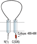 Anti-ASIC1 Antibody