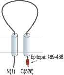 Anti-ASIC1 Antibody