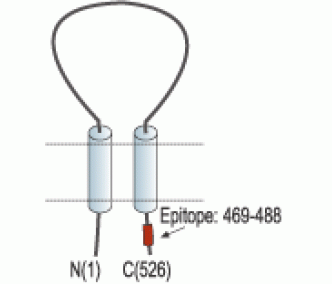 ASIC1 Blocking Peptide