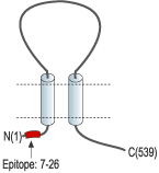 Anti-ASIC4 Antibody