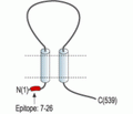 ASIC4 Blocking Peptide