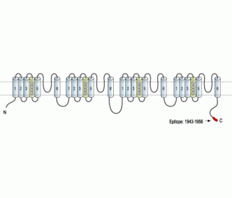 Nav1.8/SCN10A Blocking Peptide