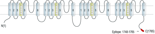 Anti-SCN11A (NaV1.9) Antibody