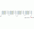 SCN11A/Nav1.9 Blocking Peptide
