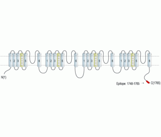 SCN11A/Nav1.9 Blocking Peptide