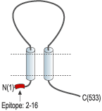 Anti-ASIC3 Antibody