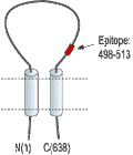 Anti-ENaC β (SCNN1B) (extracellular) Antibody