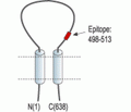 ENaC β/SCNN1B (extracellular) Blocking Peptide