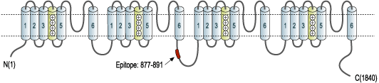 Anti-SCN4A (NaV1.4) Antibody